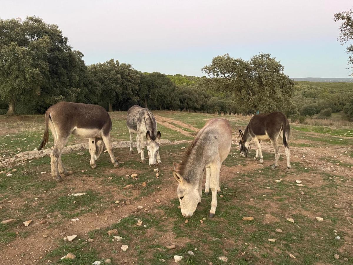 בית הארחה Alanís 	Cortijo Huerta Galindo מראה חיצוני תמונה
